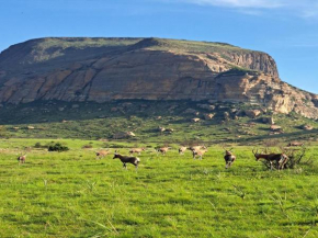 Mount Everest Guest Farm